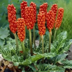 Арум Italicum Marmoratum фото