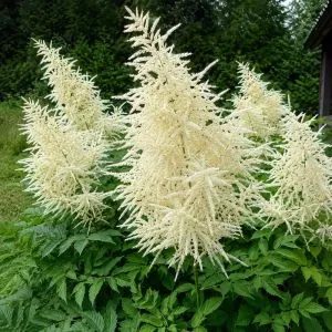 Арункус Dioicus фото