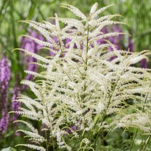 Арункус Silver Filigree фото