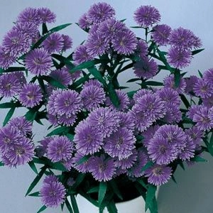 Астра  Double Fun Blue фото