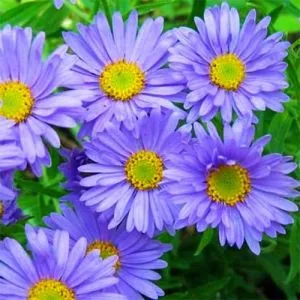 Астра Alpinus Light Blue фото
