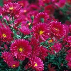 Астра Royal Ruby фото