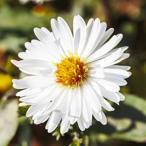 Астра White Ladies фото