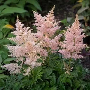 Астильба Peach Blossom фото