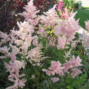 Астильба Peach Blossom фото
