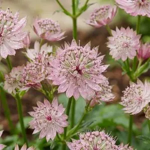 Астранция Magical Diamonds Soft Pink фото
