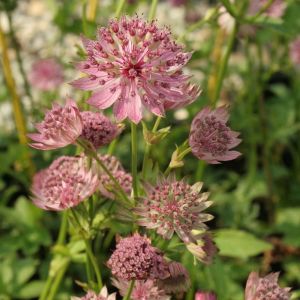 Астранция Pink Pride фото