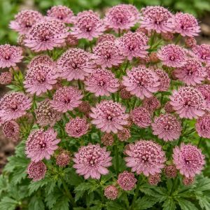 Астранция Pink Pride фото