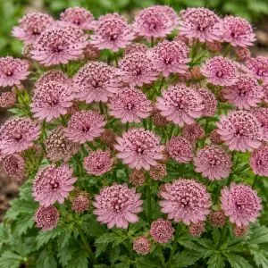 Астранция Pink Pride фото
