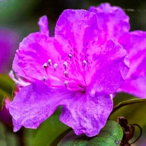 Азалия Japonica Lilac фото