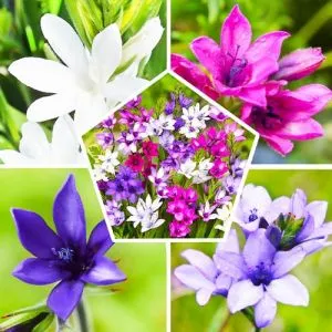 Бабиана Stricta Микс фото