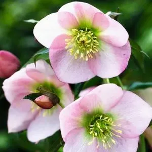 Морозник Ballard Hybrids фото