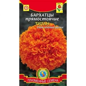 Бархатцы Титан фото