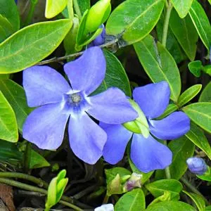 Барвинок Deep Blue фото