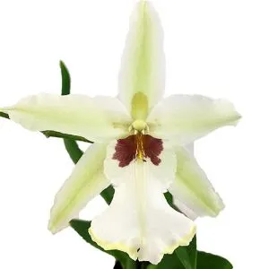 Орхидея Beallara Tahoma фото