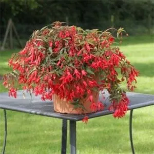 Бегония Bossa Nova Red фото