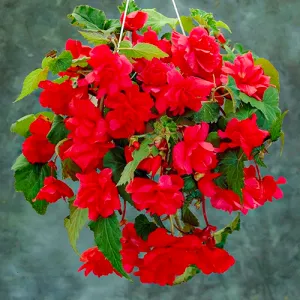 Бегония Pendula Cascade Scarlet фото