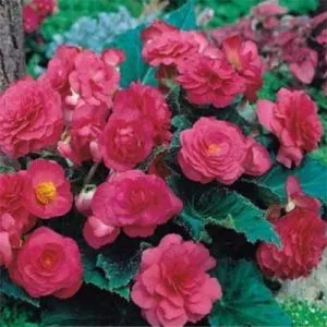 Бегония Multiflora Maxima розовая фото