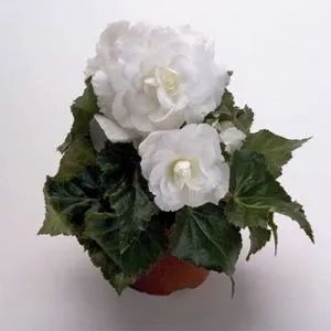 Бегония Multiflora Maxima белая фото