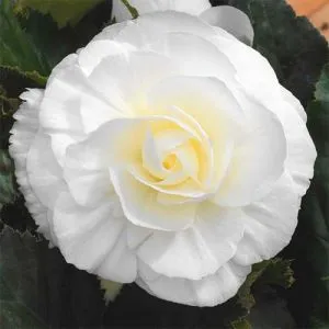 Бегония Non Stop White фото