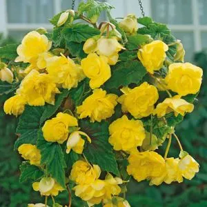 Бегония Cascade Yellow 25 фото