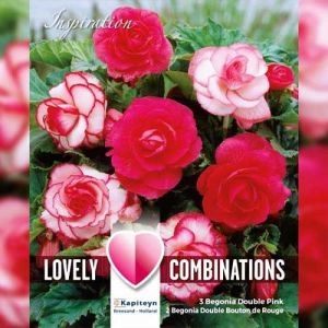 Бегония Double Pink & White (Брендовые луковицы KAPITEYN®) фото