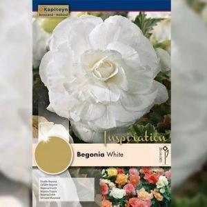 Рек-бокс Бегония Double White (Брендовые луковицы KAPITEYN®) фото