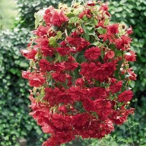 Бегония Illumination Scarlet фото