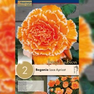 Бегония Picotee Lace Apricot (Брендовые луковицы KAPITEYN®) фото