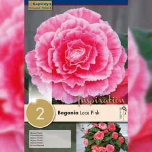 Бегония Picotee Lace Pink (Брендовые луковицы KAPITEYN®) фото