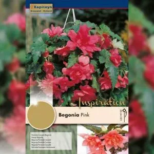 Рек-бокс Бегония Pendula-Cascade Pink (Брендовые луковицы KAPITEYN®) фото
