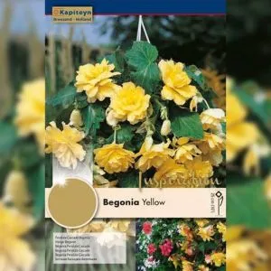 Рек-бокс Бегония Pendula-Cascade Yellow (Брендовые луковицы KAPITEYN®) фото