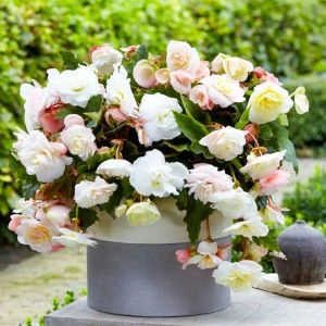 Бегония Cascade Odorosa White Blush фото