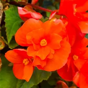 Бегония Pendula Orange фото