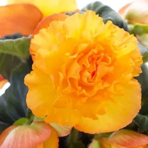 Бегония Ruffled Apricot фото