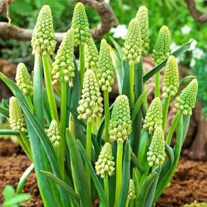 Бельвалия Green Pearl фото