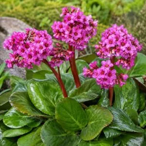 Бергения Cordifolia фото