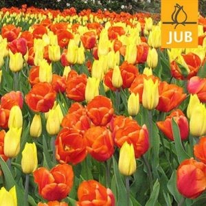 Микс ландшафтный Best Friends (Брендовые луковицы Jub Holland) фото