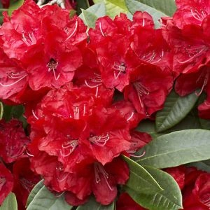Рододендрон Bibiani фото