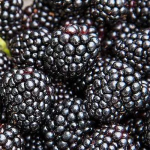 Ежевика ремонтантная Black Magic фото