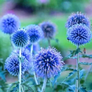 Мордовник Blue Glow фото