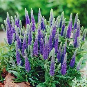 Вероника Blue Indigo фото