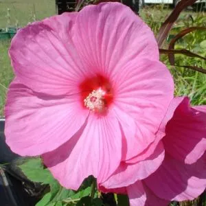 Гибискус Mouschetous Pink фото