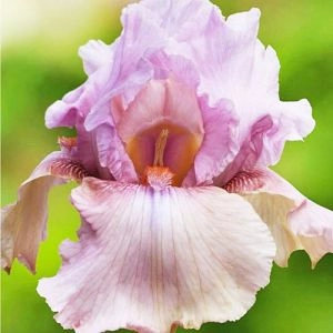 Ирис Blushing Pink фото