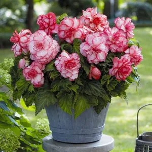 Бегония Bouton de Rose (Гигантский цветок) фото