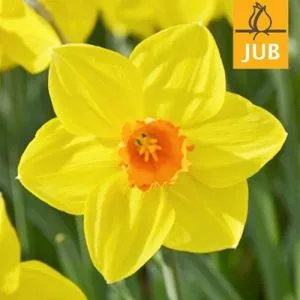 Нарцисс Brackenhurst (Брендовые луковицы Jub Holland) фото