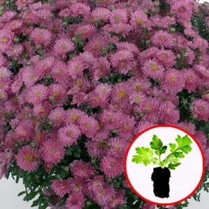 Хризантема Braque Pink фото