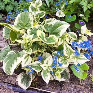 Бруннера Variegata фото
