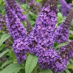 Буддлея Reve de Papillon Lavender Bosjerry фото