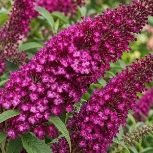 Буддлея Sugar Plum фото